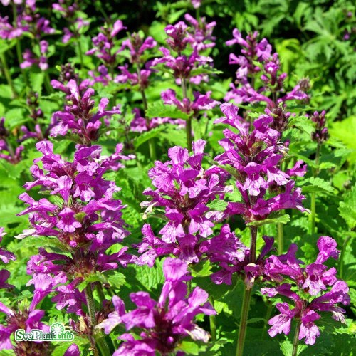 Stachys macrantha Superba