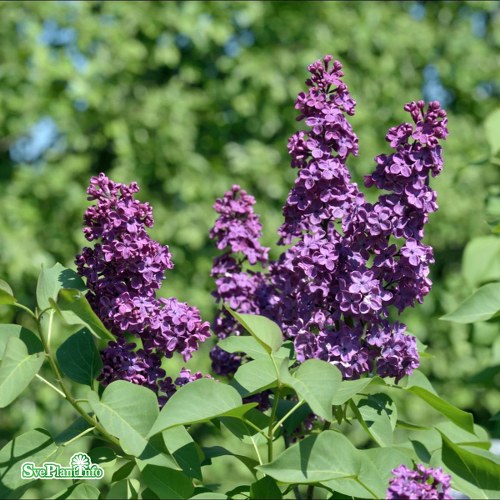 Syringa vulgaris Andenken an Ludwig Spth