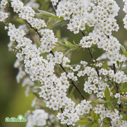 Spiraea  cinerea