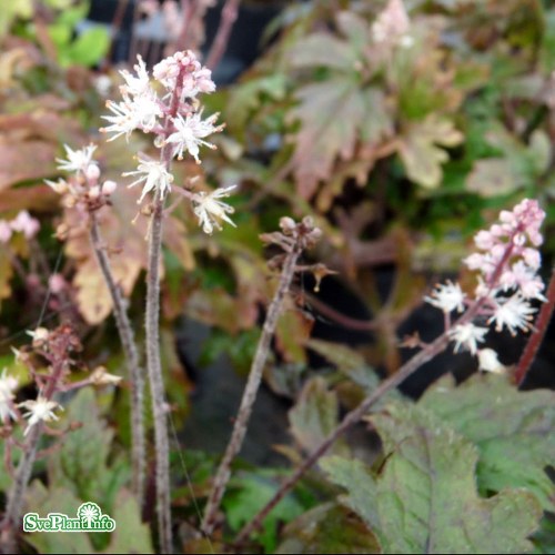 Tiarella Pink Skyrocket