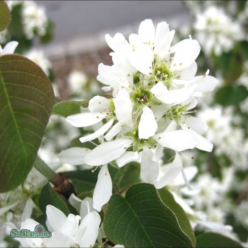 Amelanchier alnifolia