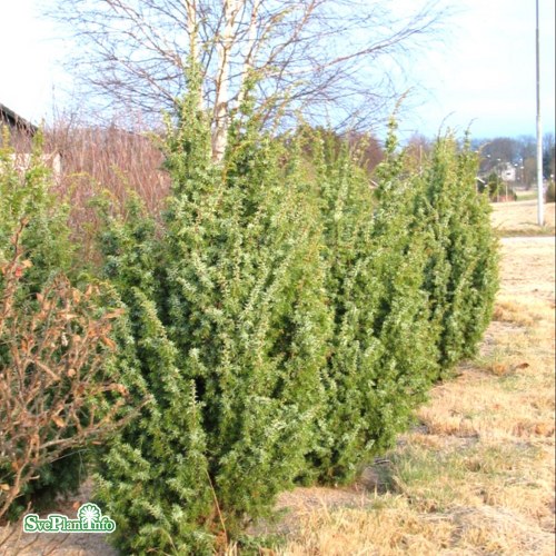 Juniperus communis Meyer