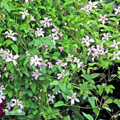 Clematis (Viticella) Little Nell