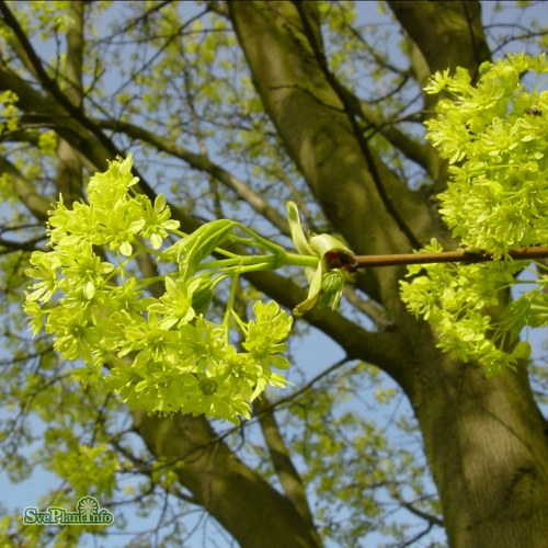 Acer platanoides