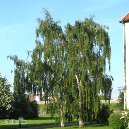 Betula pendula Tristis