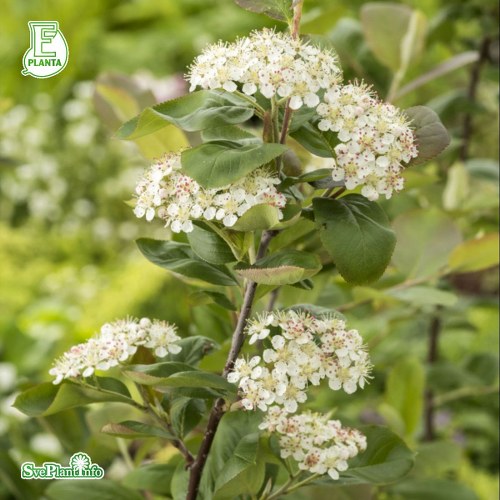 Aronia  prunifolia FK VSTERKER E