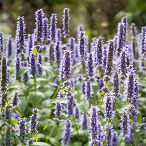 Agastache Blue Fortune