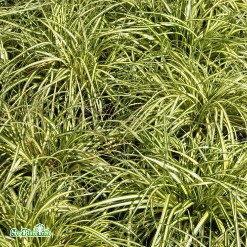 Carex oshimensis Evergold