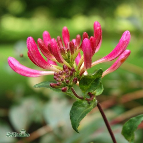 Lonicera periclymenum Serotina